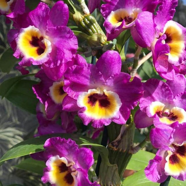 Lan denro xuân trưởng thành