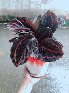 Chậu Đuôi Công Tím