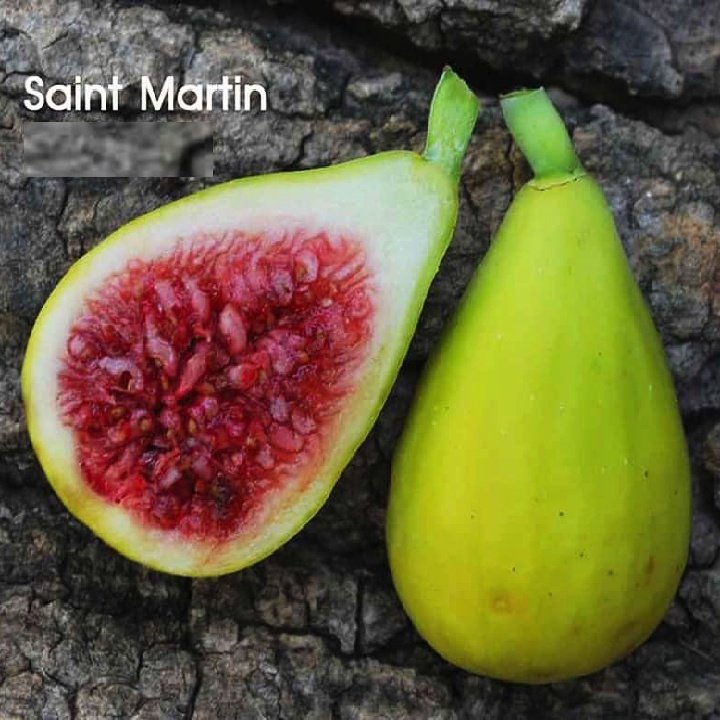 Cây giống sung mỹ Saint Martin - cây chiết ra quả sau khoảng 3 tháng trồng