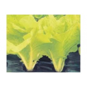 (Hạt giống tốt) Hạt giống cải bẹ trắng lá vàng GÓI 20 GR trồng quanh năm