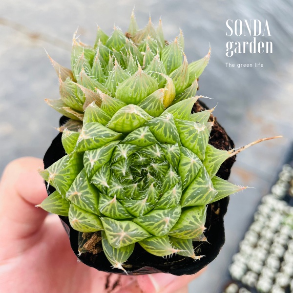 Sen đá dạ quang SONDA GARDEN size bé 5-8cm, xuất xứ Đà Lạt, khoẻ đẹp, lỗi 1 đổi 1