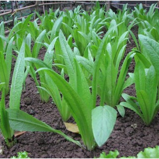 Hạt Giống Rau Diếp Thơm (Gói 5gram )- STHG1