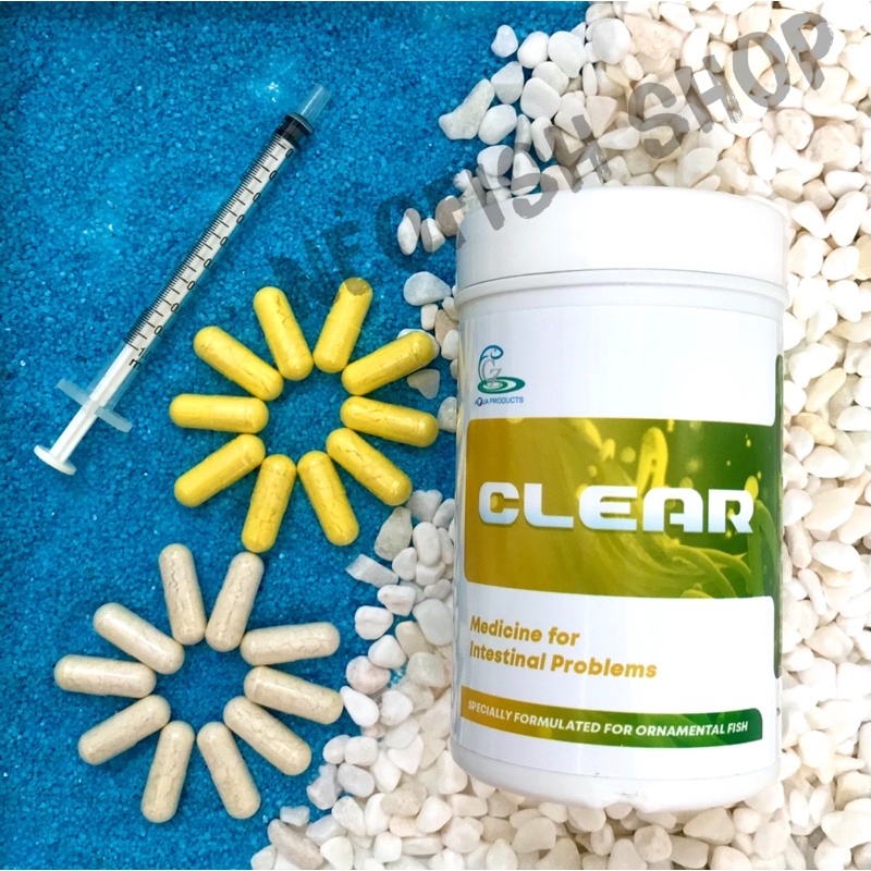Xử lý sình bụng phân trắng cho cá la hán CZ9 - Clear