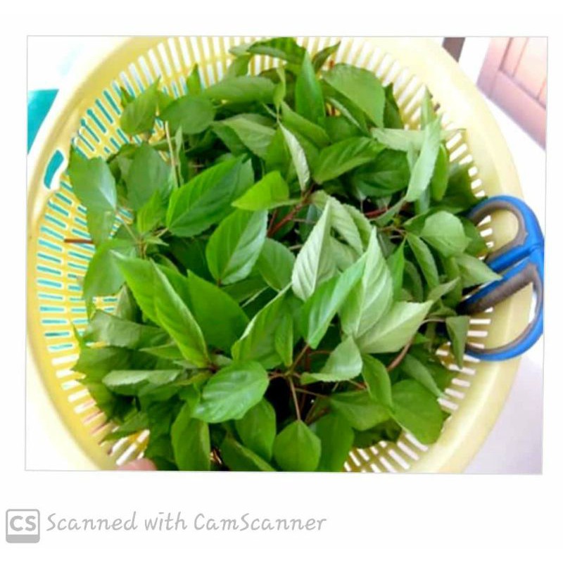 Hạt Giống Rau Đay Thái Nấu Canh Cua Đồng