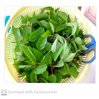 Hạt Giống Rau Đay  Thái