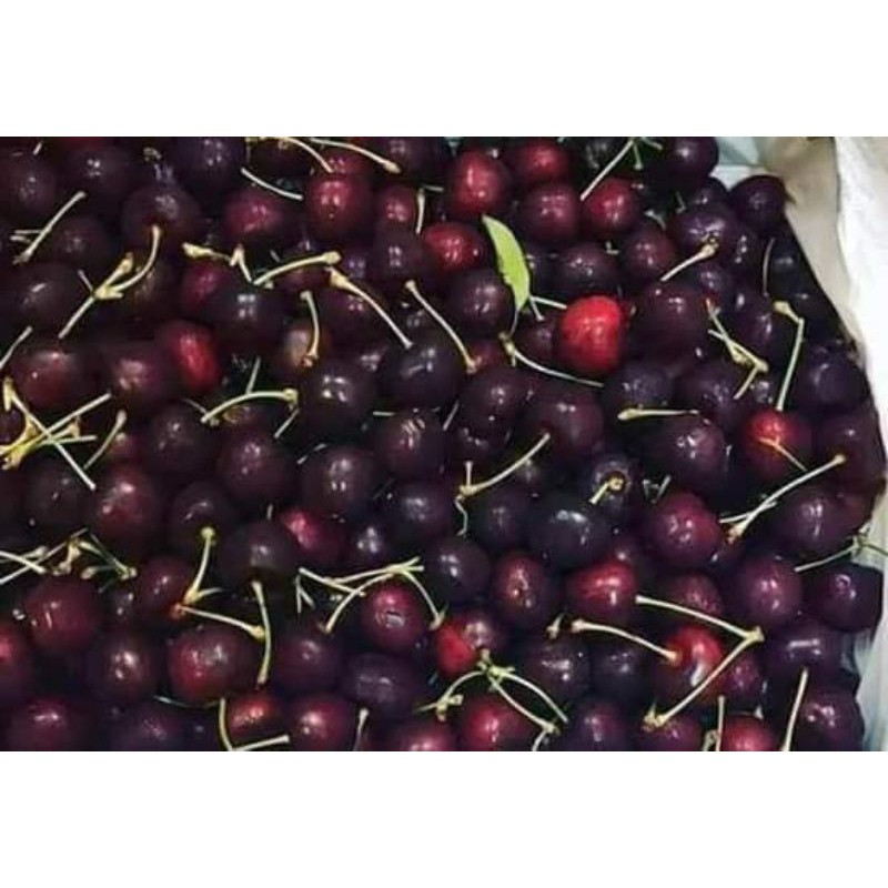 cây giống cherry bazil