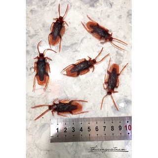 Mô hình " Tiểu cường" giả gián