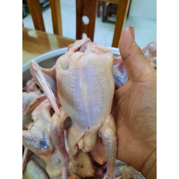 Thịt chim-bồ-câu VN - 2c~0.5kg