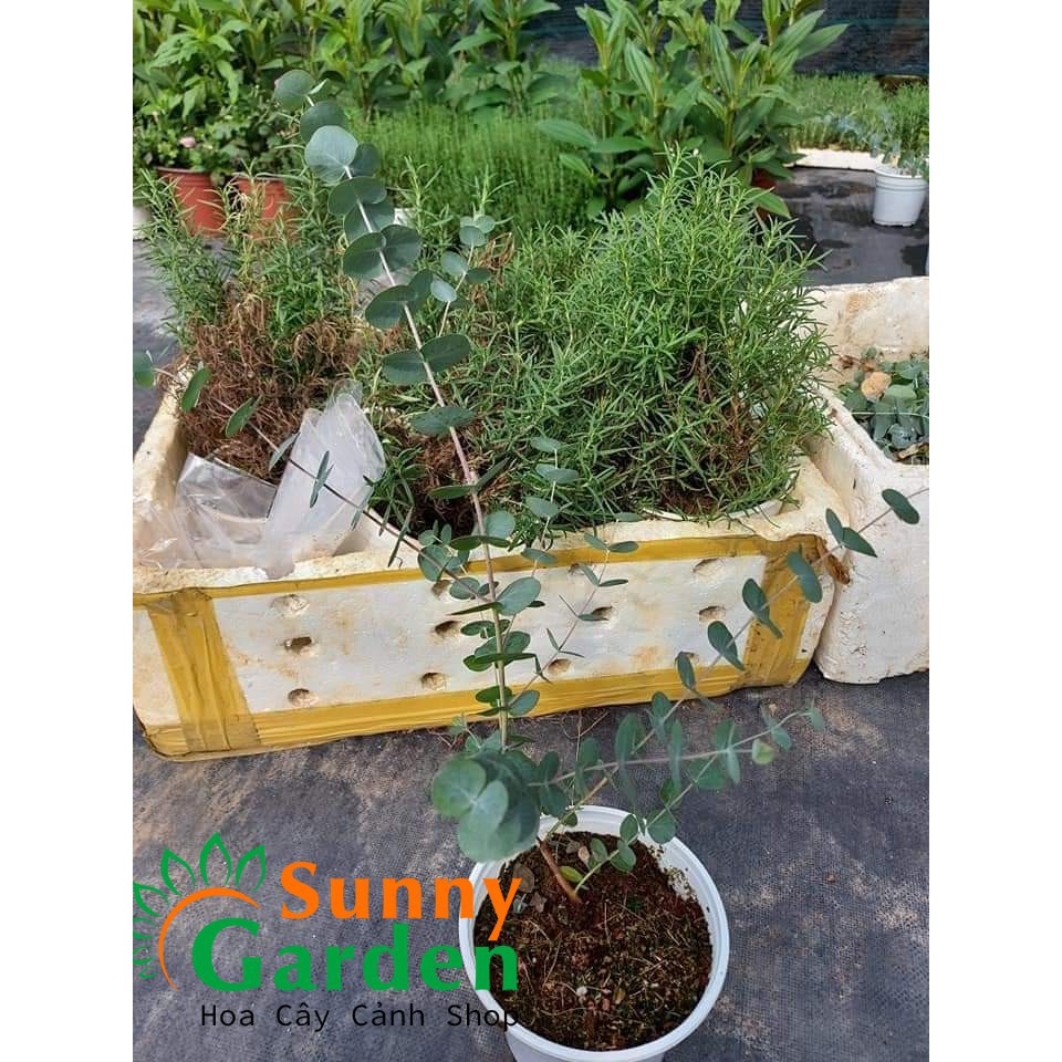Cây Khuynh Diệp  - Cây Phong Thủy