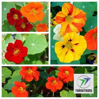 15 Hạt giống hoa sen cạn THANH TRUNG