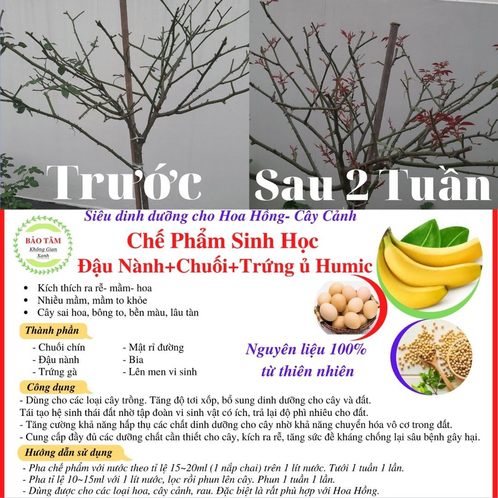 Siêu dịch Chuối, Đậu nành, Trứng