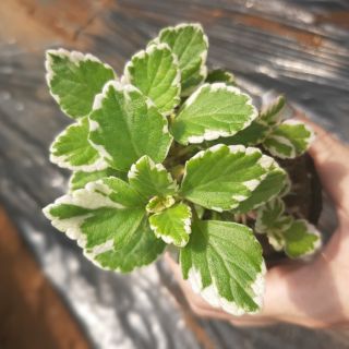 Sen Đá Thơm Var 4-6cm siêu đẹp - 1 đổi 1.
