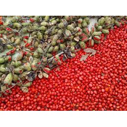 CÂY DỔI GIỐNG - DỔI LẤY GỖ - LẤY HẠT( CHO QUẢ SAU 3 NĂM)