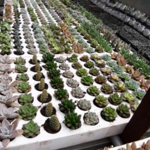 Sen đá mini, Combo cây sen đá mini LAFA GARDEN kích thước 2-4cm, nhiều màu sắc