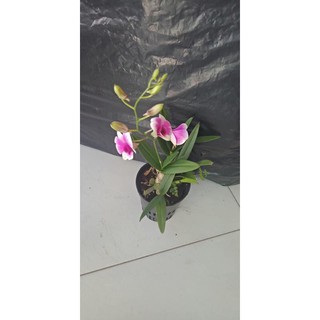 Hoa lan yaya mini cây đang nụ và hoa