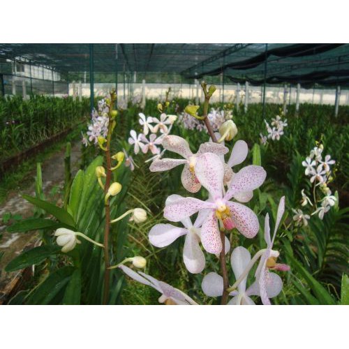 Combo 20 Cây Lan Giống Mokara nhiều màu Đỏ,Vàng,Tím,Hồng,Trắng cây cao 20-30 cm