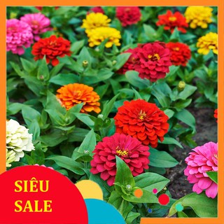 50 Hạt giống hoa Cúc lá nhám lùn (tặng gói kích nẩy mầm và hướng dẫn) VIETPHAT