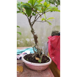 Cây Lộc Vừng Núi Lá Nhỏ - Cây Lộc Vừng