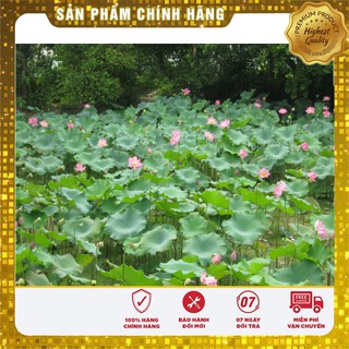 Hạt Giống Hoa Sen Lớn (Sen Ta) 10 Hạt