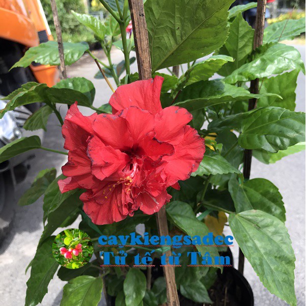 caykiengsadec - Cây hoa bụt đỏ + Tặng Phân Bón - hoa kiểng lá - trang trí nội thất cảnh quan sân vườn ngoài trời