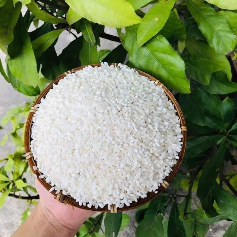 nếp nương Lào