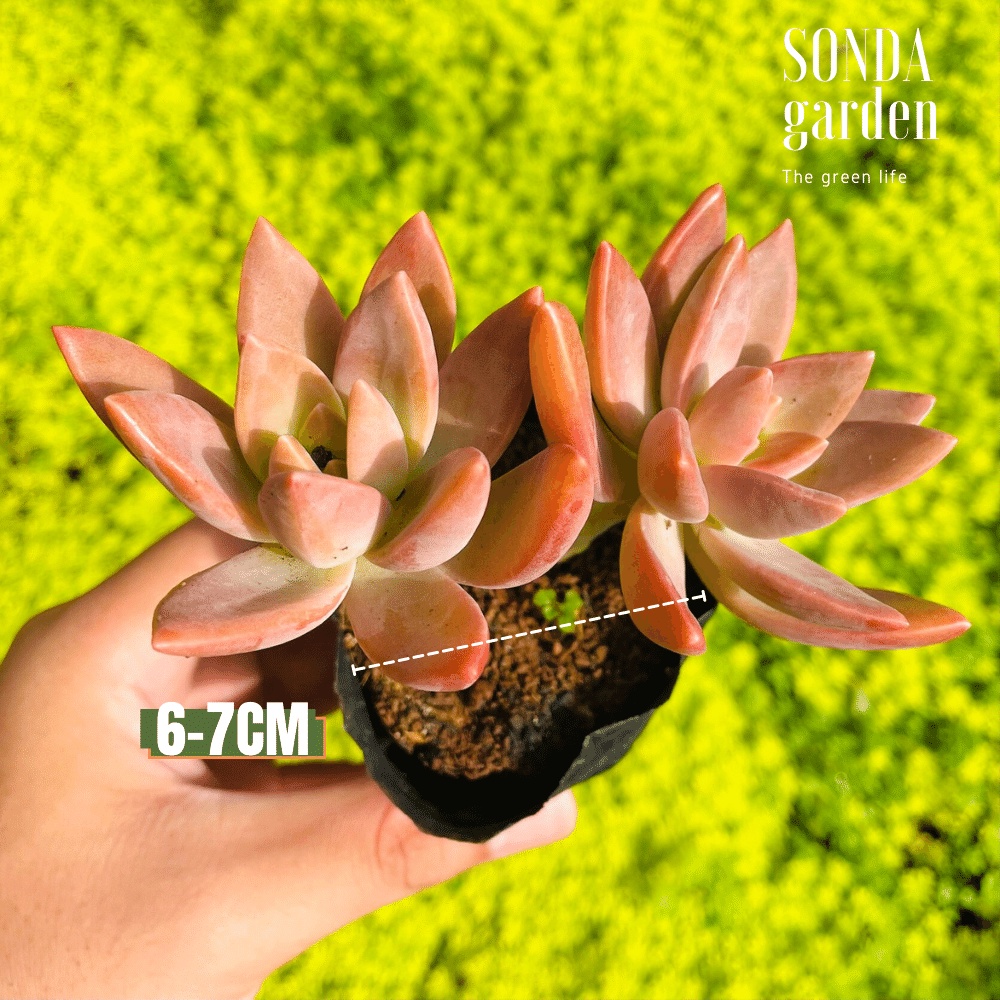 Sen đá đá đỏ SONDA GARDEN size bé 6-7cm, cây cảnh trang trí nhà cửa, lỗi 1 đổi 1
