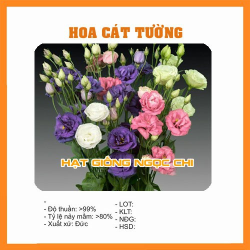 Hạt Giống Hoa Cát Tường - 5 Hạt