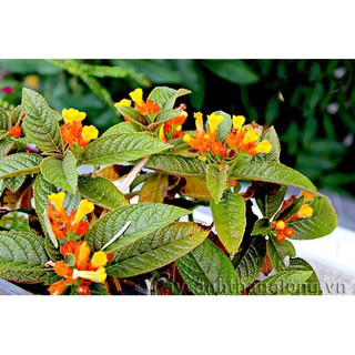 Chậu cây lá gấm Sunset Bells size chậu C6 giao cây khỏe đang hoa hoặc sắp hoa - Trang Flower