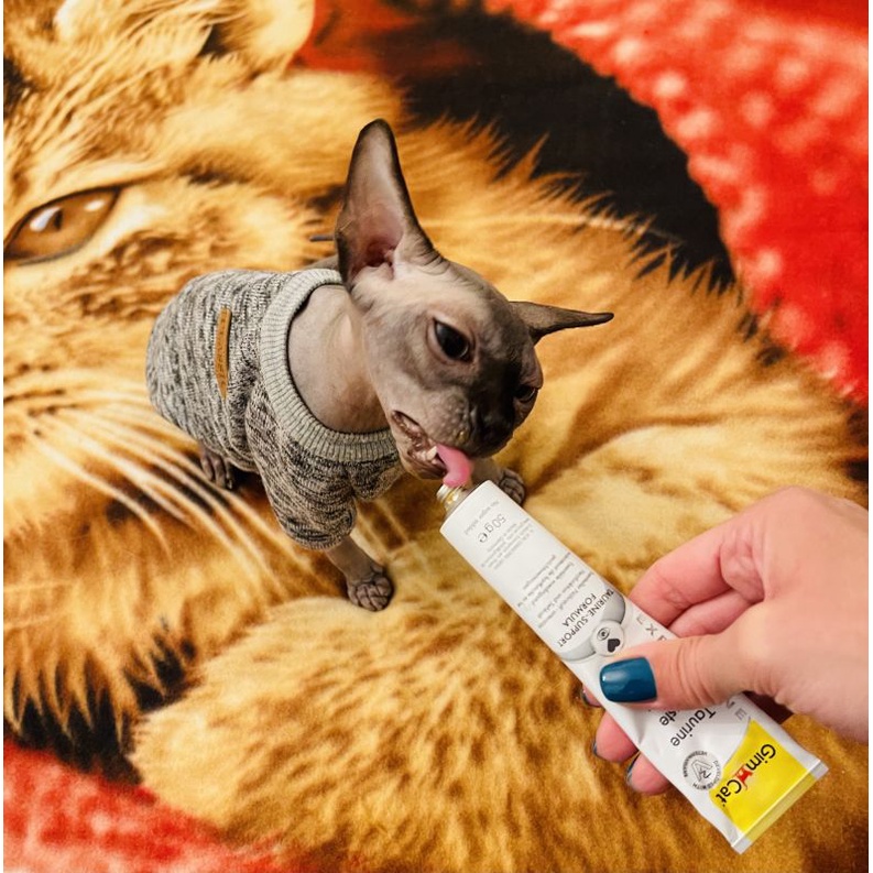 Gimcat Taurine Paste - Gel dinh dưỡng giúp sáng mắt, bổ tim và tăng đề kháng cho mèo (50gram)