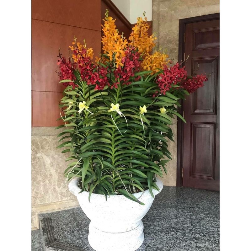 Lan mokara nhiều màu