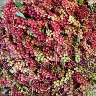 1 kg ngũ vị tử phơi khô