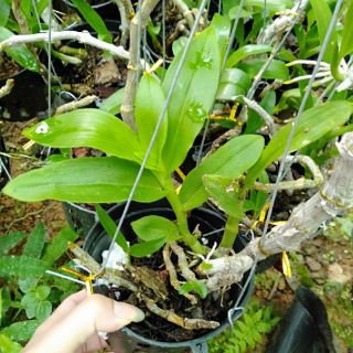 Hoa phong lan tr tím rừng chậu phi 12