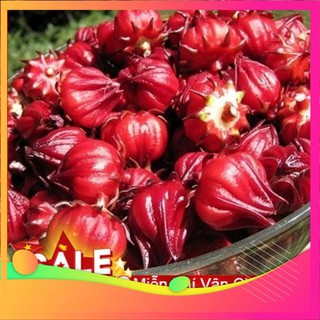 Hạt Giống Atiso Đỏ - 10 Hạt VIETGAR