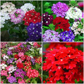 Hạt GIỐNG HOA VÂN ANH - HOA NỞ QUANH NĂM - NHIỀU MÀU CỰC ĐẸP Gói 30 Hạt