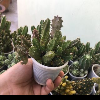 1 Nhánh Xương rồng sao biển màu sắc hoa ngẫu nhiên 🌼