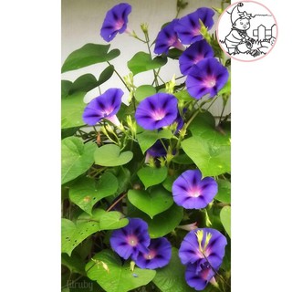 Hạt Hoa Bìm Bìm dây leo nhiều màu - Gói 0,5 gram