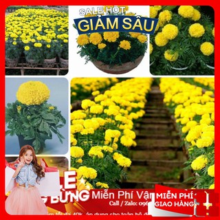 Hạt Giống Hoa Cúc Vạn Thọ Mỹ - 50 Hạt / Gói