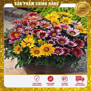 Hạt Giống Hoa Cúc Huân Chương Mix (50 hạt )