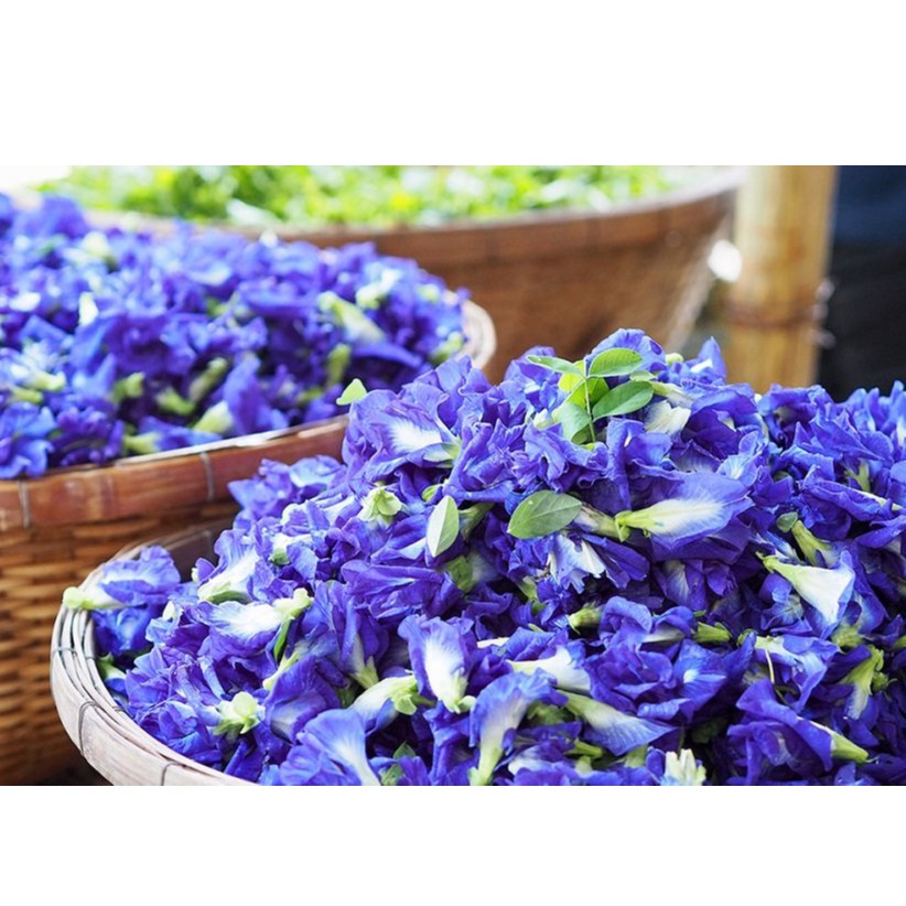 Hạt giống Hoa Đậu Biếc KÉP  - dễ trồng, năng suất cao