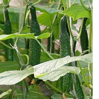 Phân phối Hạt giống dưa chuột Nhật gói 10 hạt xuất xứ Nhật Bản hàng chính hãng, nhập khẩu và phân phối trực tiếp.