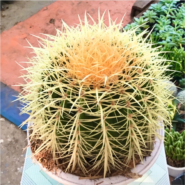 cactus-garden