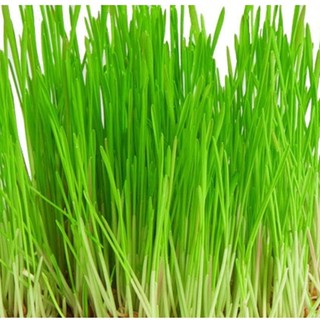 Hạt Giống Cỏ Lúa Mì Đỏ Wheatgrass Cỏ Mèo