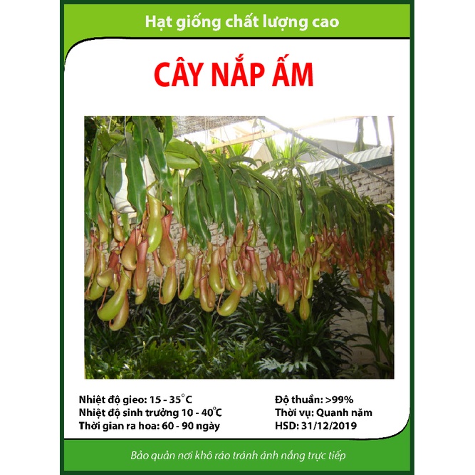 Hạt giống hoa Nắp ấm - Gói lớn nhiều hạt - Tặng gói kích nảy mầm