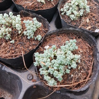 sen đá Sedum hoa hồng