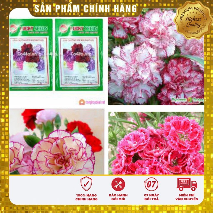 Hạt Giống Hoa Cẩm Chướng Kép Mix Chịu Nhiệt(50 hạt)