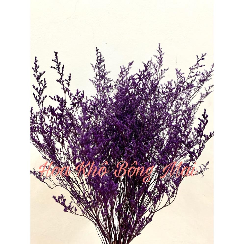 Hoa khô HOA SAO ĐUÔI CÔNG - DRIED STATICE màu tím đậm decor trang trí