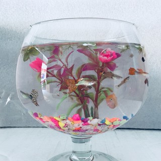 Bể cá mini để bàn LC2 - Tặng phụ kiện