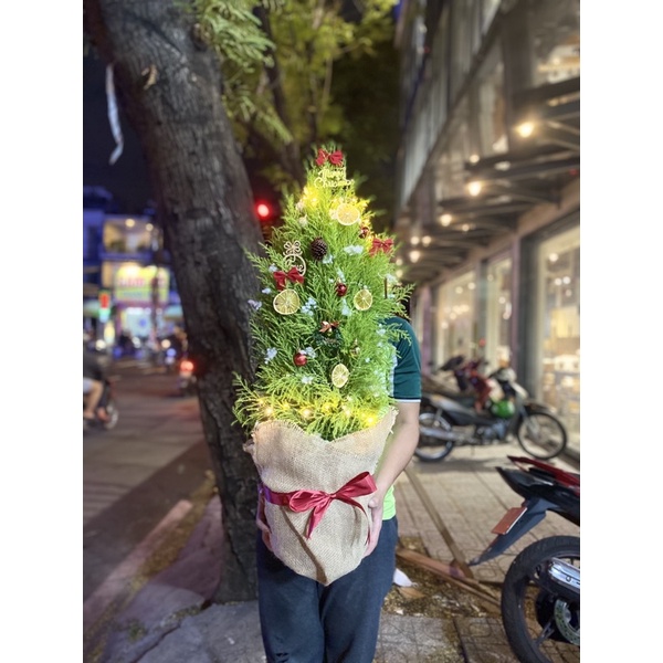 Cây Sơn Tùng - Tùng Thơm NOEL 40-150cm Giá Vườn, Trang Trí Giáng Sinh Rất Đẹp