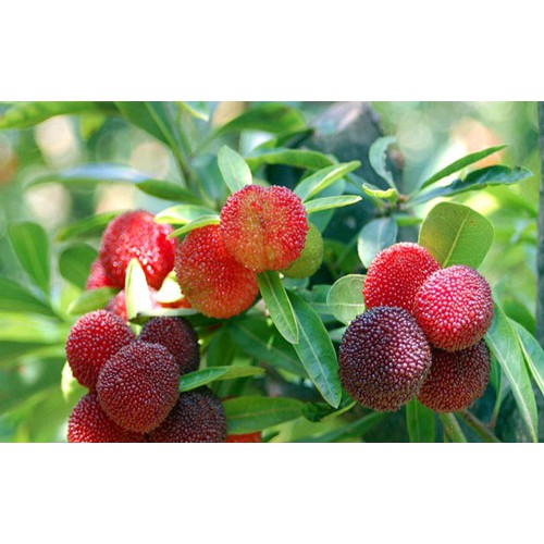 Cây giống thanh mai