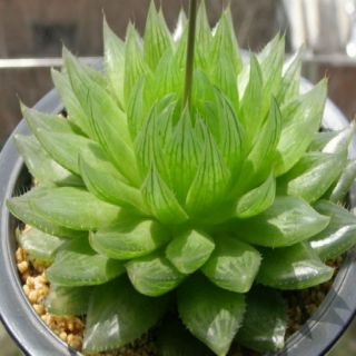 [GIÁ GỐC] HẠT GIỐNG SEN ĐÁ MIX - 10 hạt